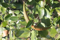 Toxocarpus wightianus