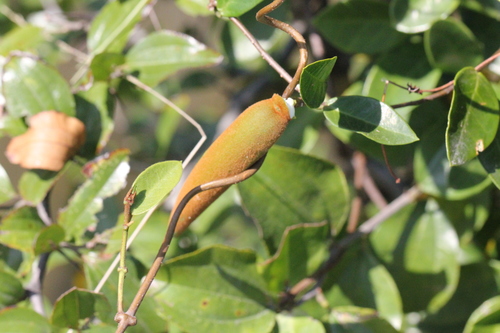 Image of Wight's Toxocarpus by no rights reserved