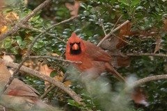 Cardinalis cardinalis