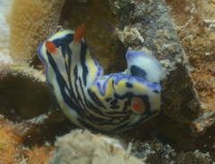 Hypselodoris maritima