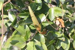 Toxocarpus wightianus