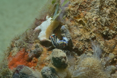 Hypselodoris maritima
