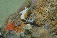 Hypselodoris maritima