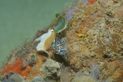 Hypselodoris maritima
