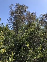 Comarostaphylis diversifolia diversifolia