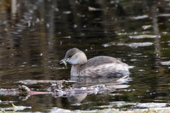 Tachybaptus ruficollis