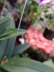 Argyrodes argentatus