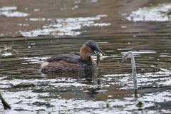 Tachybaptus ruficollis