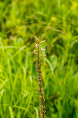 Drimia echinostachya