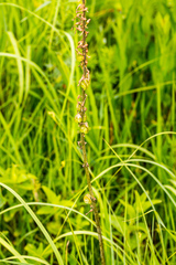 Drimia echinostachya