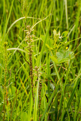 Drimia echinostachya