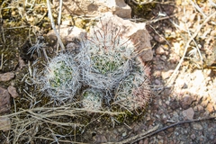 Mammillaria wrightii wilcoxii