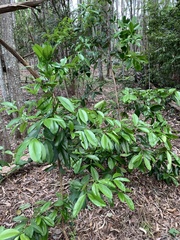 Eugenia brasiliensis