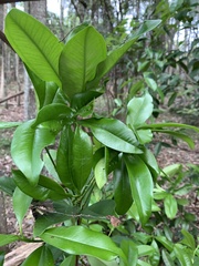Eugenia brasiliensis
