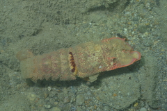 Scyllarides squammosus