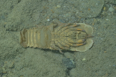 Scyllarides squammosus