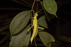 Heteropteryx dilatata