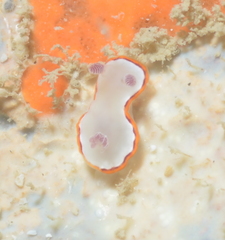 Goniobranchus rubrocornutus