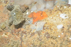 Goniobranchus rubrocornutus