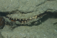 Atrina vexillum