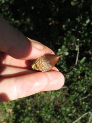 Callirhytis eldoradensis