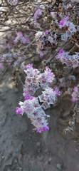Limonium pruinosum