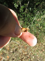 Callirhytis eldoradensis