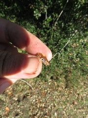 Callirhytis eldoradensis