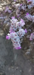 Limonium pruinosum
