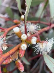 Eucalyptus uncinata