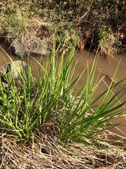 Carex stricta