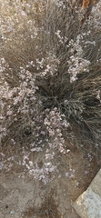Limonium pruinosum