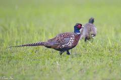 Phasianus colchicus formosanus