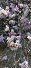 Limonium pruinosum