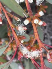 Eucalyptus uncinata