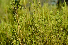 Dicerothamnus adpressus