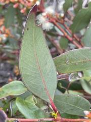 Eucalyptus uncinata