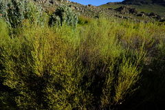 Dicerothamnus adpressus