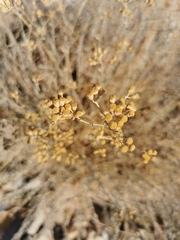 Achillea fragrantissima