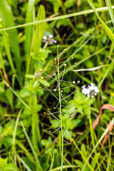 Eriospermum ornithogaloides