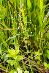 Eriospermum ornithogaloides