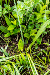 Eriospermum ornithogaloides