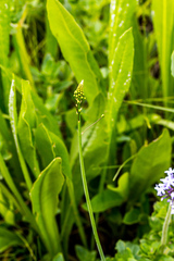 Eriospermum ornithogaloides