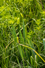 Ornithogalum princeps