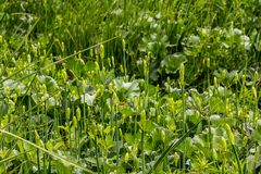 Ornithogalum princeps