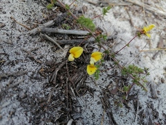 Aspalathus retroflexa