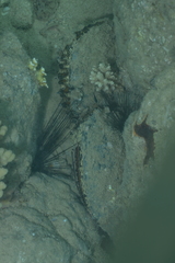 Atrina vexillum