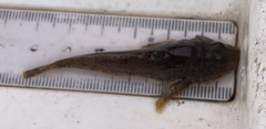 Cottus perifretum