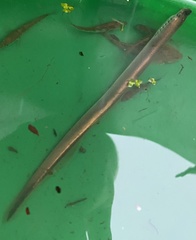 Lampetra planeri