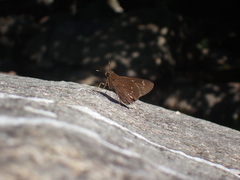 Pelopidas assamensis